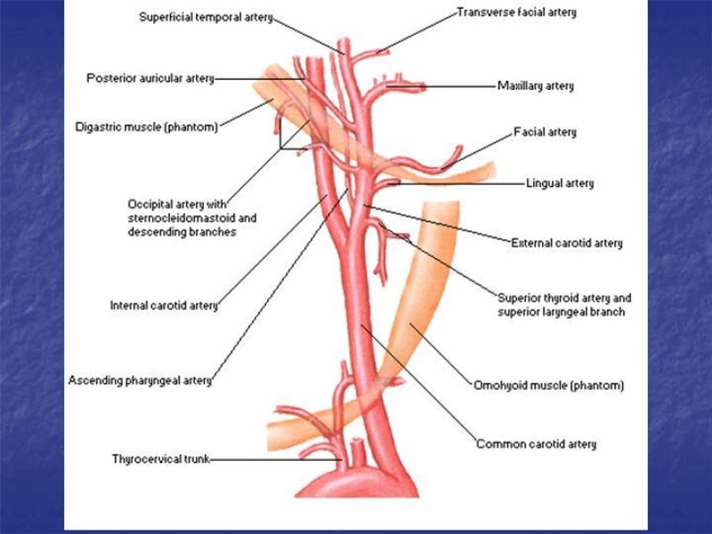 Diapositiva 19 de Abordaje Quirúrgico Vasculares