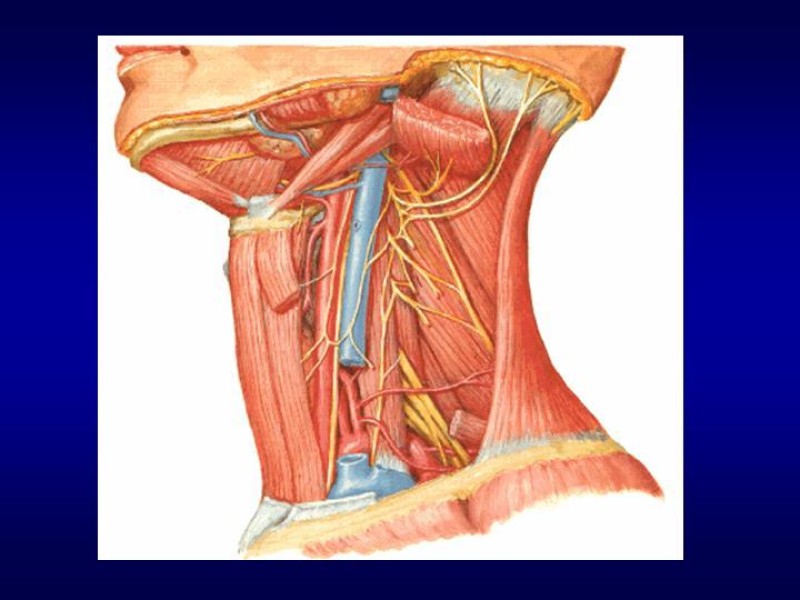 Diapositiva 8 de Tiroidectomía