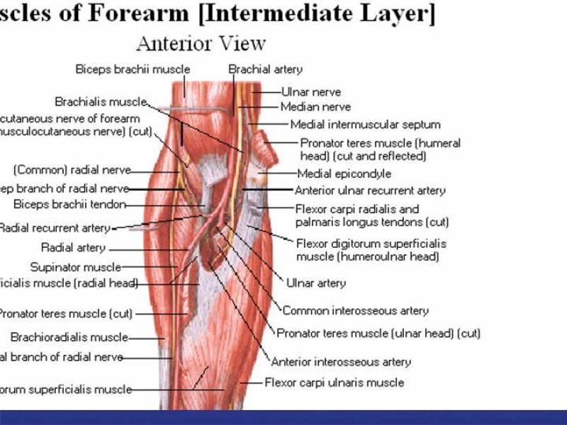 Diapositiva 70 de Abordaje Quirúrgico Vasculares