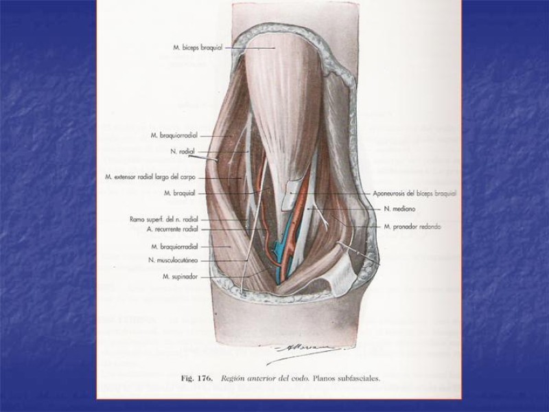 Diapositiva 72 de Abordaje Quirúrgico Vasculares