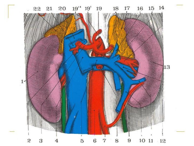 Diapositiva 2 de Accesos vasculares Abdominales