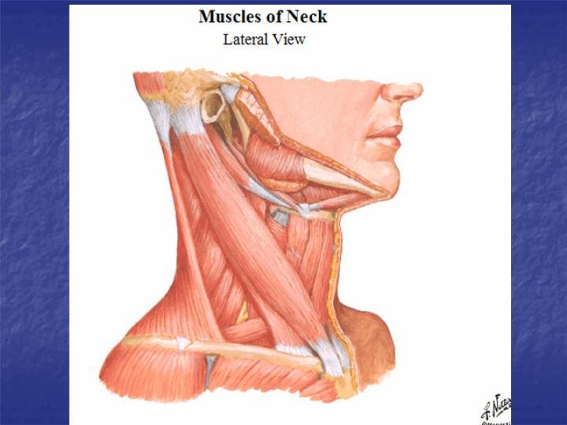 Diapositiva 15 de Abordaje Quirúrgico Vasculares