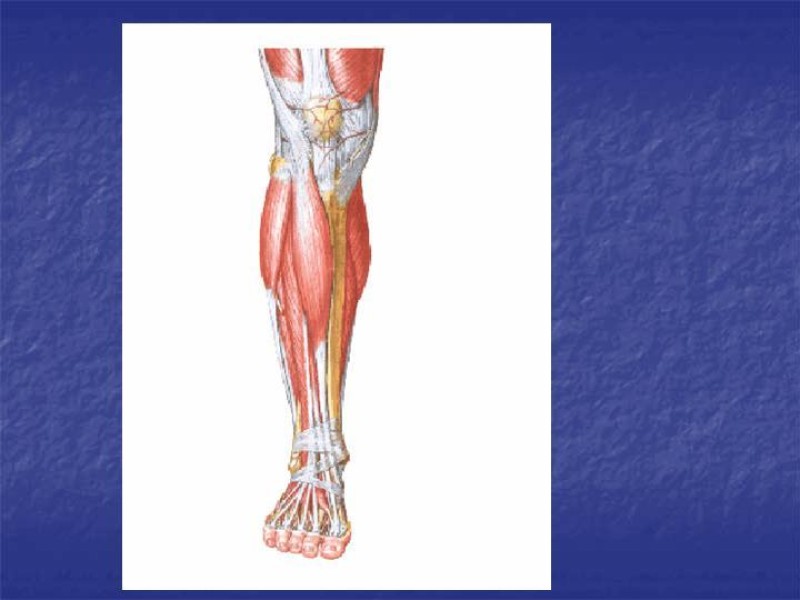 Diapositiva 84 de Abordaje Quirúrgico Vasculares