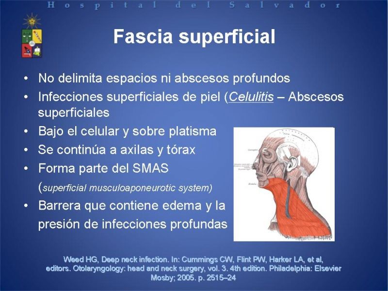 Diapositiva 3 de Abscesos Cervicales Profundos