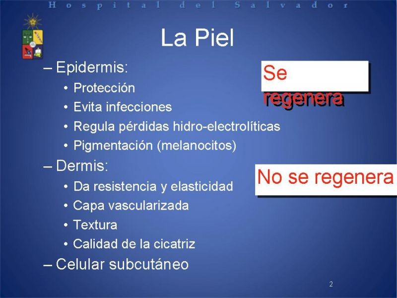 Diapositiva 1 de Sustitutos Dérmicos
