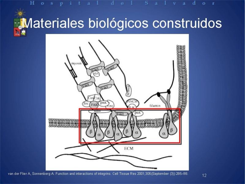 Diapositiva 11 de Sustitutos Dérmicos