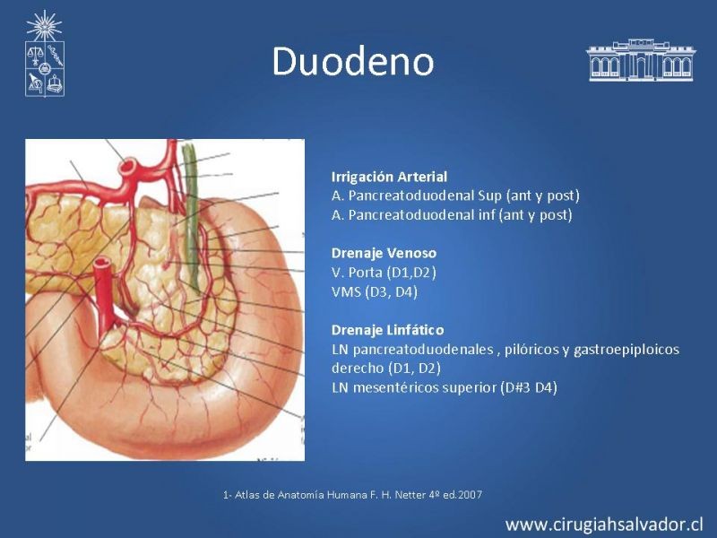 Diapositiva 15 de Anatomía Quirúrgica y Radiología Aplicada