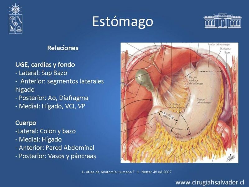 Diapositiva 8 de Anatomía Quirúrgica y Radiología Aplicada