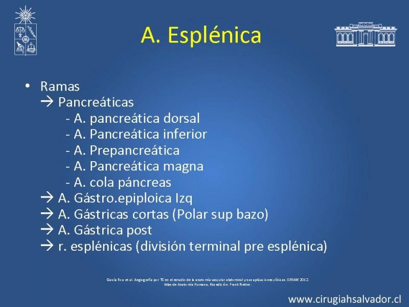 Diapositiva 20 de Anatomía e Imagenología Vascular Arterial Intra-abdominal
