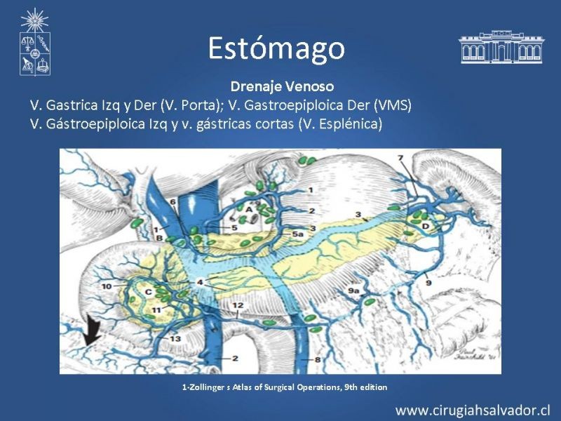 Diapositiva 11 de Anatomía Quirúrgica y Radiología Aplicada