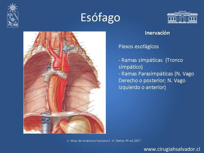 Diapositiva 7 de Anatomía Quirúrgica y Radiología Aplicada