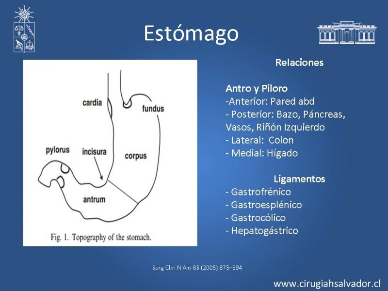 Diapositiva 9 de Anatomía Quirúrgica y Radiología Aplicada