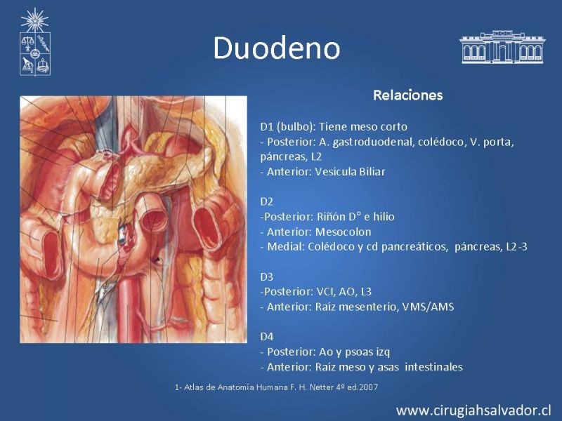 Diapositiva 14 de Anatomía Quirúrgica y Radiología Aplicada