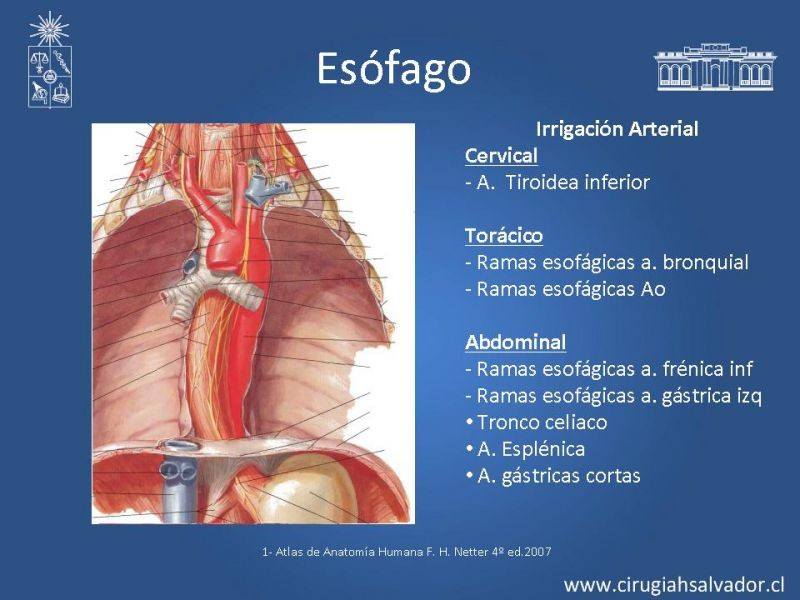 Diapositiva 3 de Anatomía Quirúrgica y Radiología Aplicada