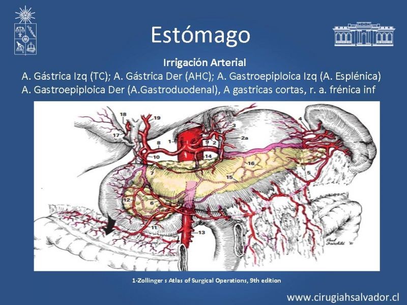 Diapositiva 10 de Anatomía Quirúrgica y Radiología Aplicada