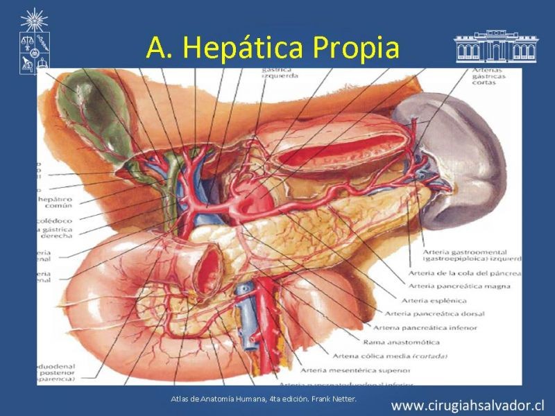Diapositiva 16 de Anatomía e Imagenología Vascular Arterial Intra-abdominal
