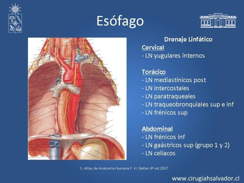 Diapositiva 6 de Anatomía Quirúrgica y Radiología Aplicada