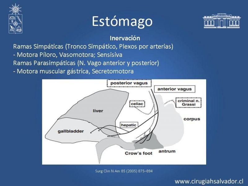 Diapositiva 13 de Anatomía Quirúrgica y Radiología Aplicada