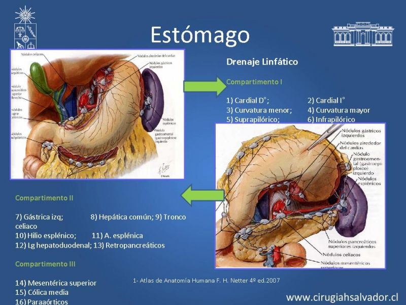 Diapositiva 12 de Anatomía Quirúrgica y Radiología Aplicada