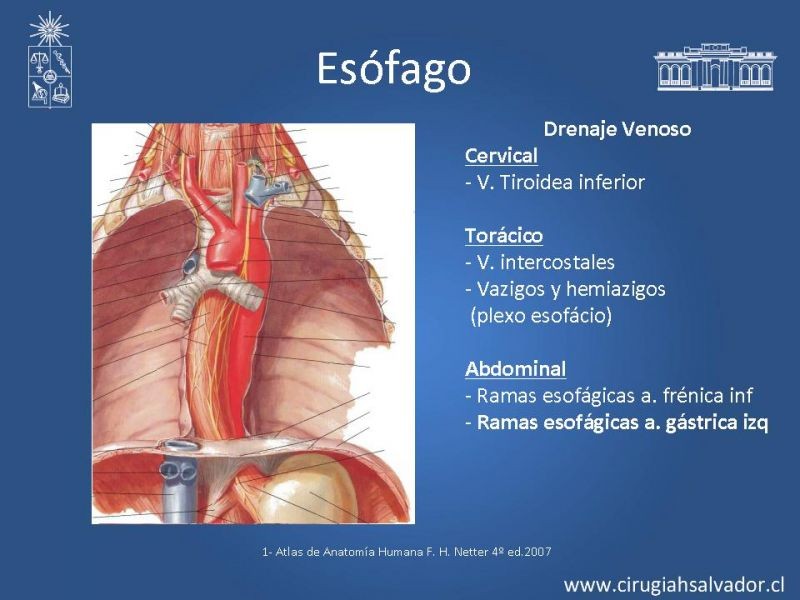 Diapositiva 5 de Anatomía Quirúrgica y Radiología Aplicada