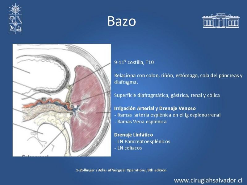 Diapositiva 16 de Anatomía Quirúrgica y Radiología Aplicada