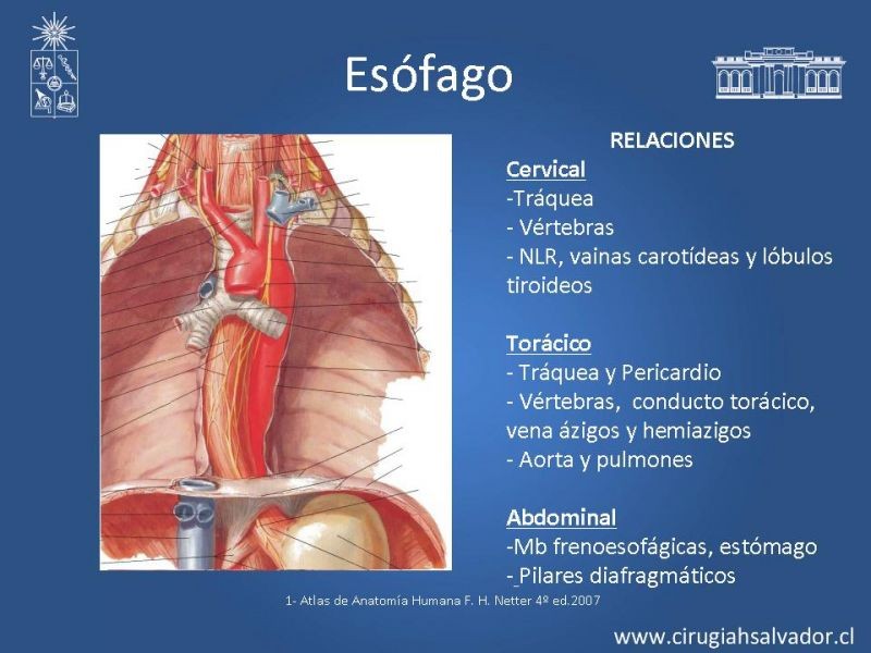 Diapositiva 2 de Anatomía Quirúrgica y Radiología Aplicada