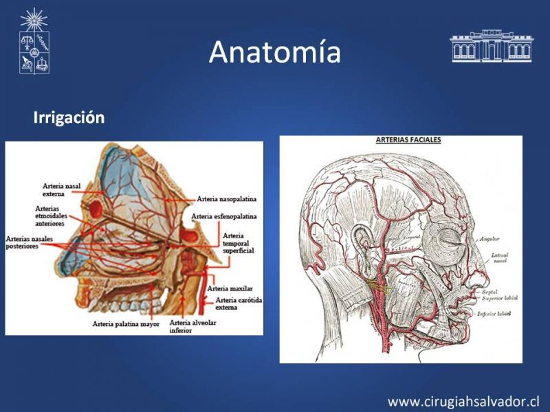 Diapositiva 5 de Reconstrucción Nasal
