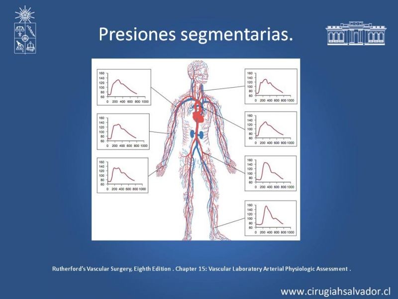Diapositiva 4 de Laboratorio vascular