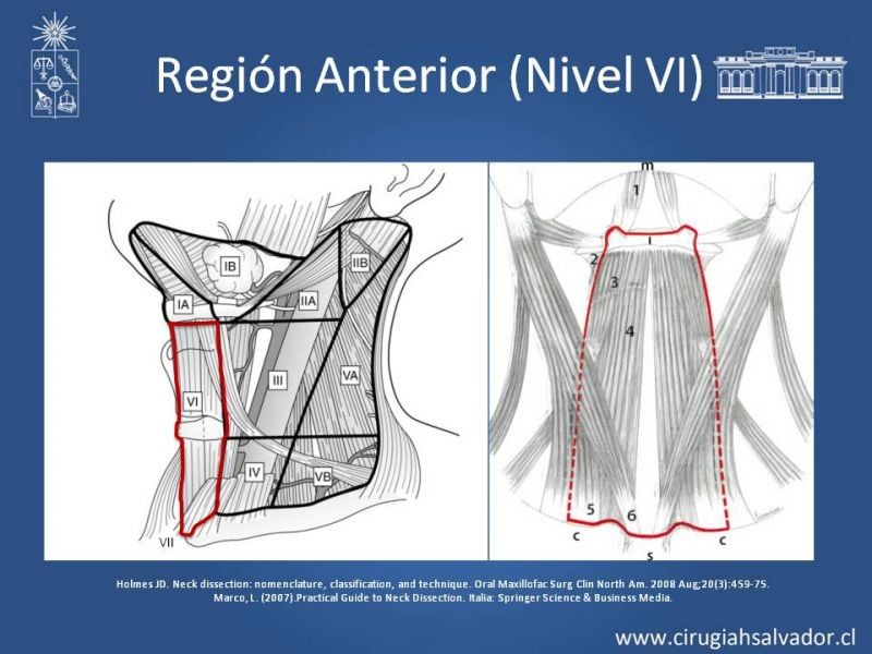 Diapositiva 32 de Técnica quirúrgica en disección cervical radical modificada