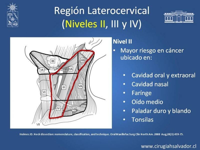 Diapositiva 21 de Técnica quirúrgica en disección cervical radical modificada
