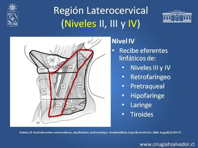 Diapositiva 23 de Técnica quirúrgica en disección cervical radical modificada