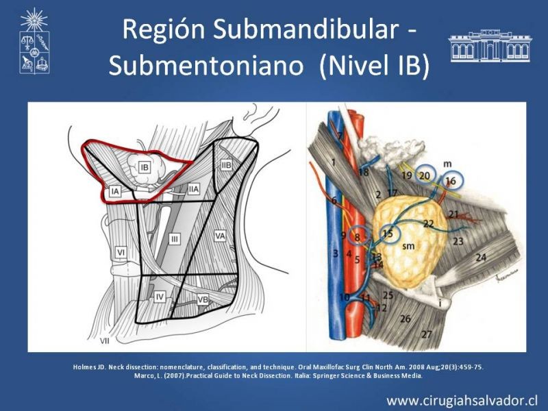Diapositiva 9 de Técnica quirúrgica en disección cervical radical modificada
