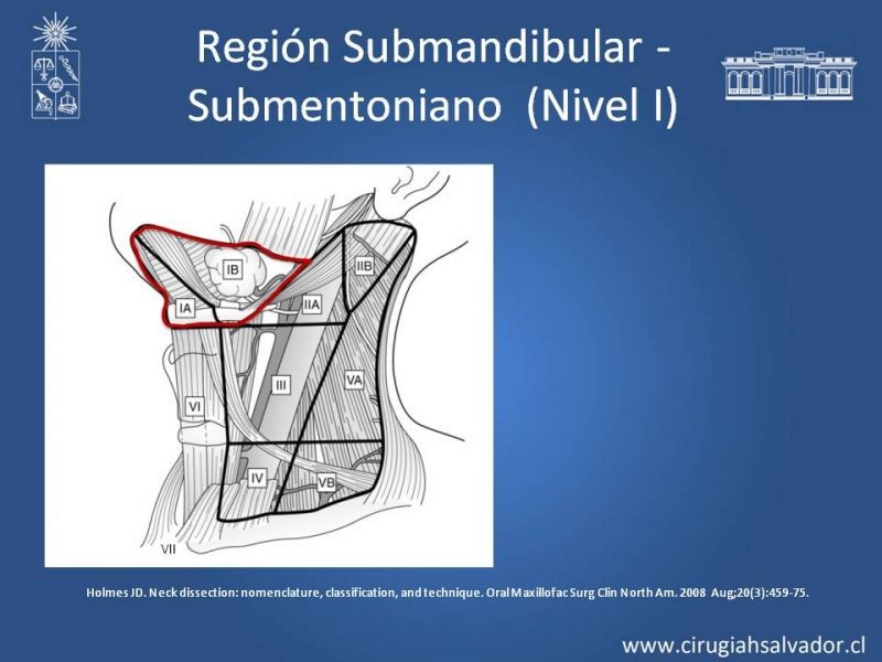 Diapositiva 8 de Técnica quirúrgica en disección cervical radical modificada