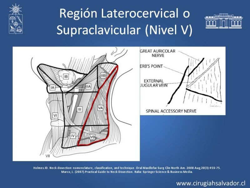Diapositiva 26 de Técnica quirúrgica en disección cervical radical modificada