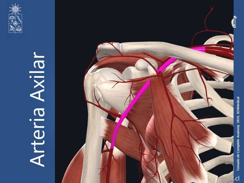 Diapositiva 4 de Anatomía quirúrgica y accesos vasculares: Arteria axilar, braquial, radial y ulnar