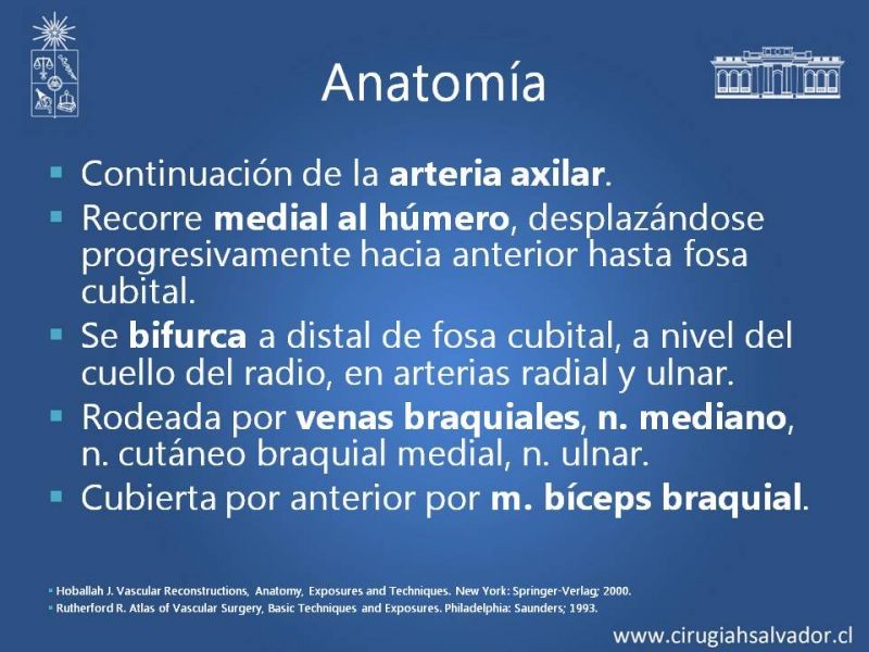 Diapositiva 11 de Anatomía quirúrgica y accesos vasculares: Arteria axilar, braquial, radial y ulnar
