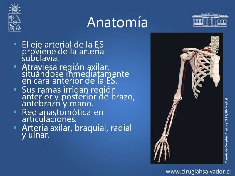 Diapositiva 3 de Anatomía quirúrgica y accesos vasculares: Arteria axilar, braquial, radial y ulnar