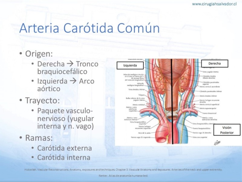 Diapositiva 4 de Anatomía quirúrgica y accesos quirúrgicos carotideo y subclavio