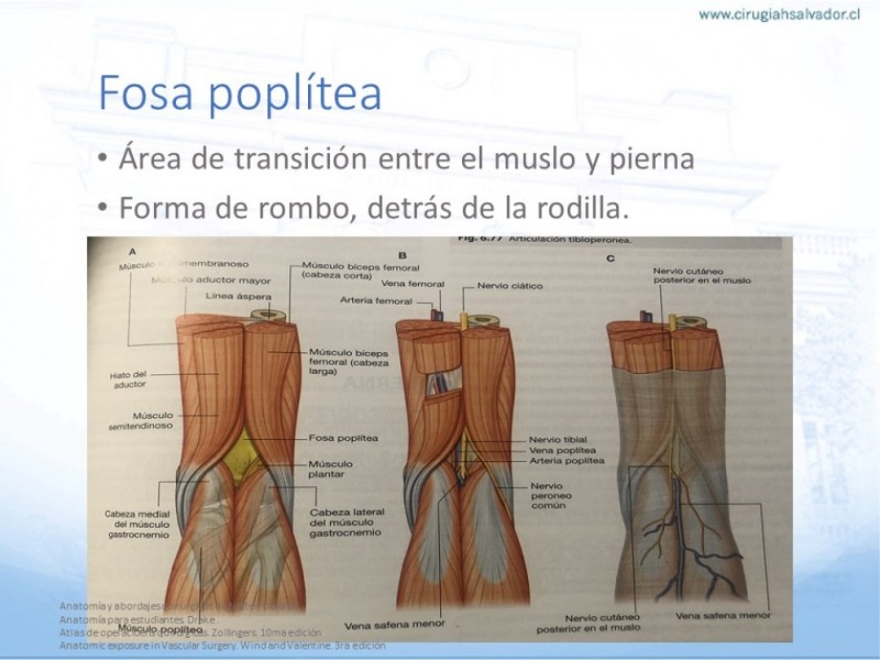 Diapositiva 15 de Anatomía quirúrgica y accesos quirúrgicos femoral y poplíteo