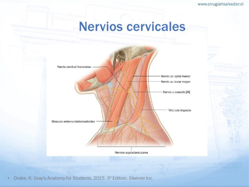 Diapositiva 20 de Anatomía quirúrgica de cuello