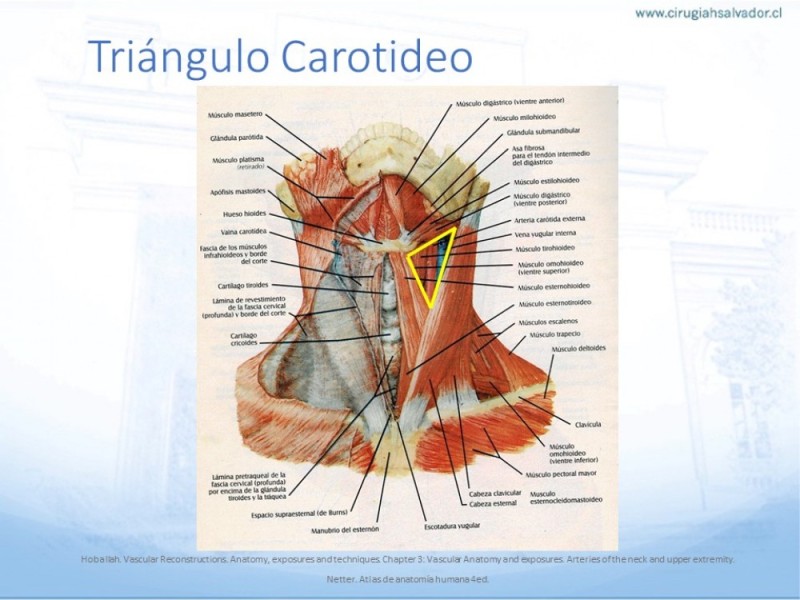 Diapositiva 7 de Anatomía quirúrgica y accesos quirúrgicos carotideo y subclavio
