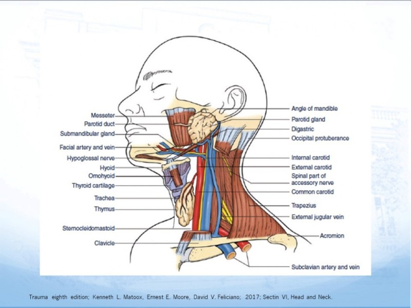 Diapositiva 7 de Trauma Cervical