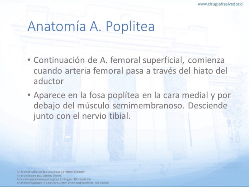 Diapositiva 13 de Anatomía quirúrgica y accesos quirúrgicos femoral y poplíteo