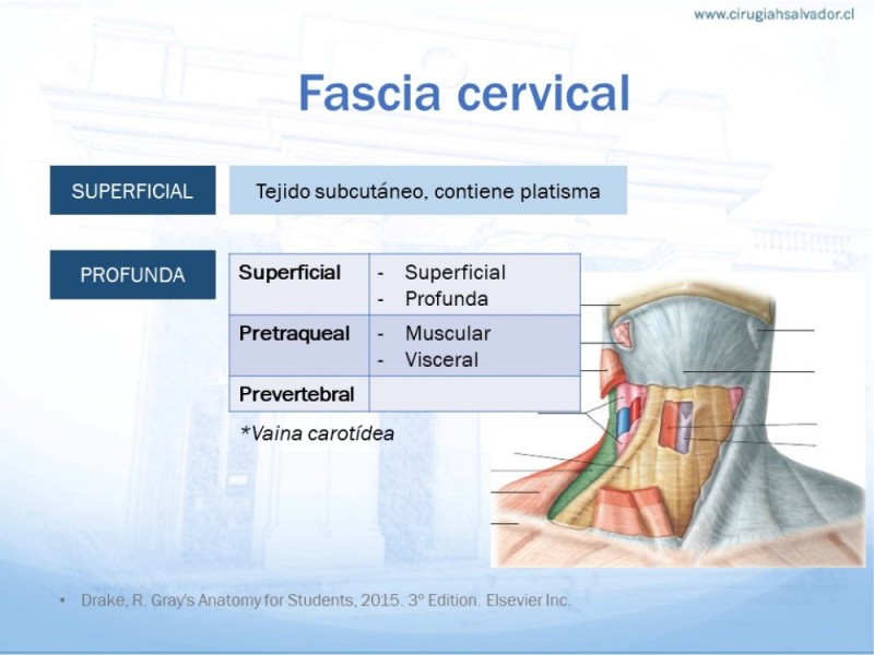 Diapositiva 3 de Anatomía quirúrgica de cuello