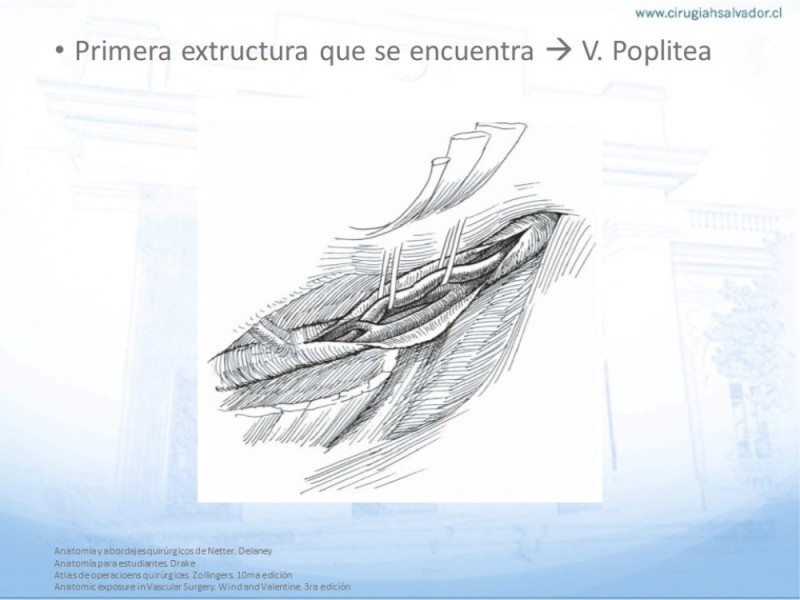 Diapositiva 27 de Anatomía quirúrgica y accesos quirúrgicos femoral y poplíteo