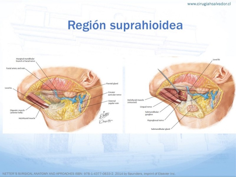Diapositiva 10 de Anatomía quirúrgica de cuello