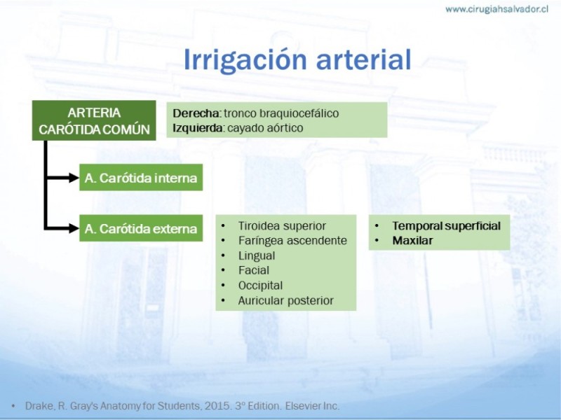 Diapositiva 16 de Anatomía quirúrgica de cuello