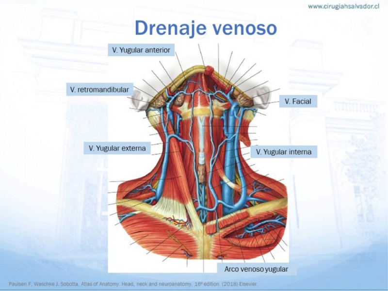 Diapositiva 19 de Anatomía quirúrgica de cuello