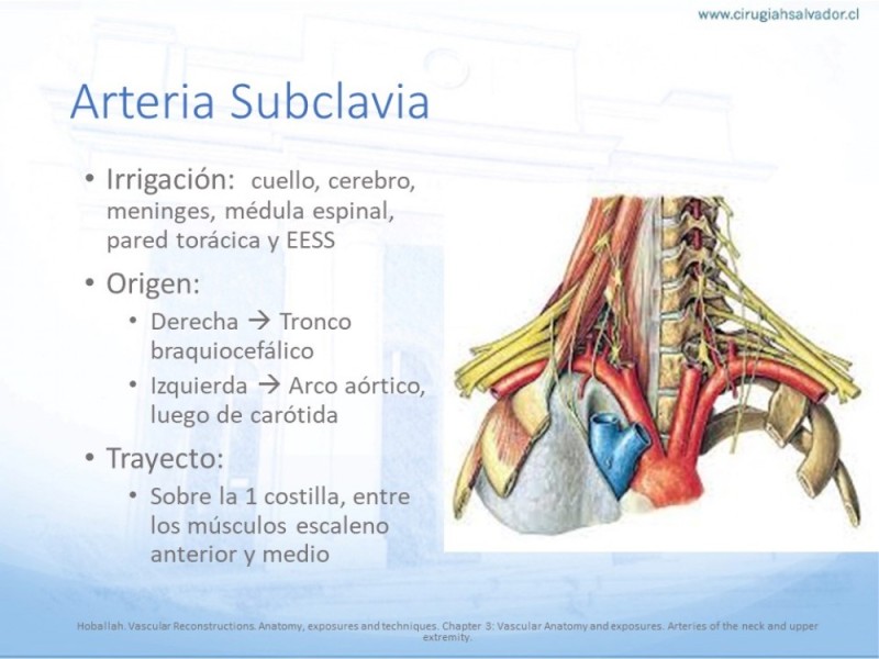 Diapositiva 16 de Anatomía quirúrgica y accesos quirúrgicos carotideo y subclavio