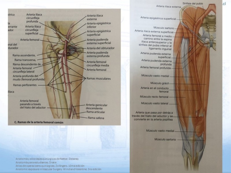 Diapositiva 2 de Anatomía quirúrgica y accesos quirúrgicos femoral y poplíteo